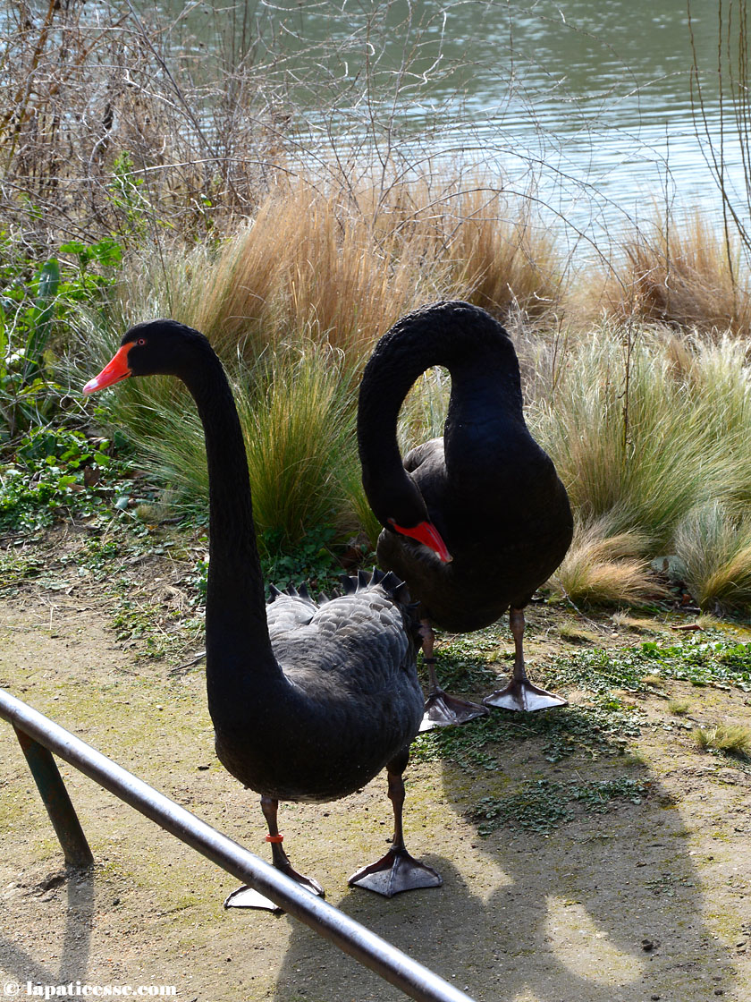 Parc Montsouris Schwarze Schwäne Paris